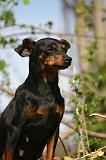 PINSCHER NAIN 144